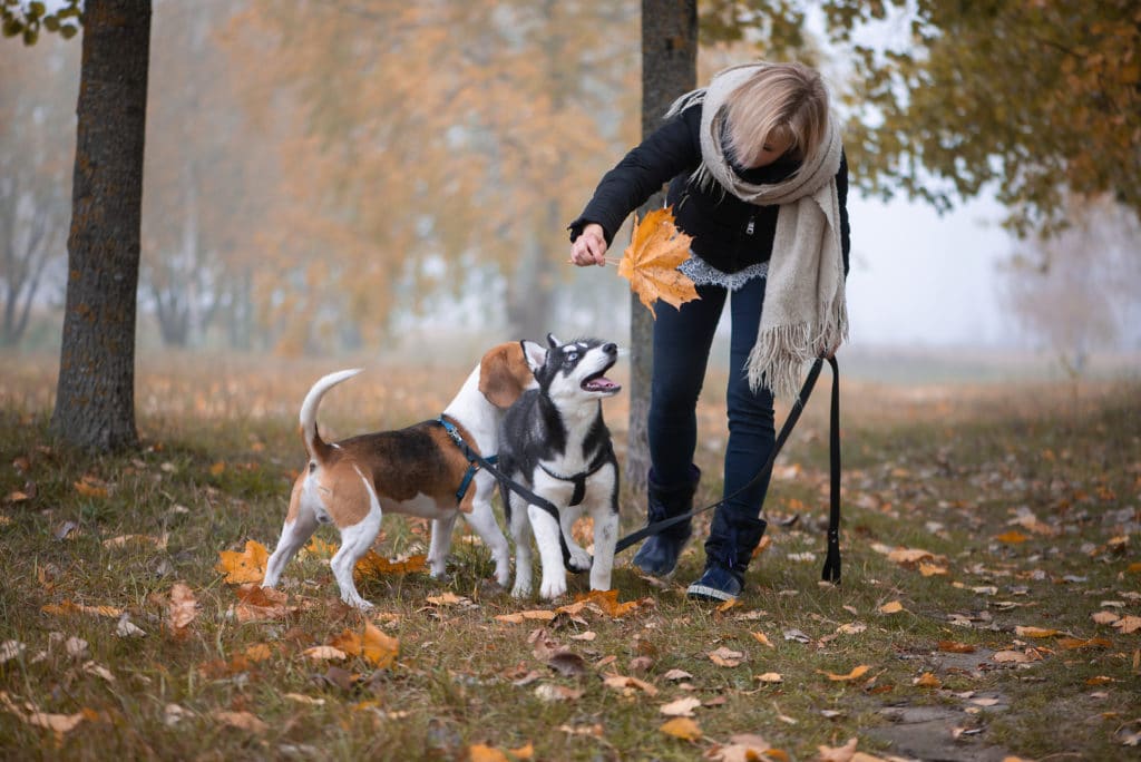 Dog walking service, services in Riga, Jurmala, Latvia 4paws